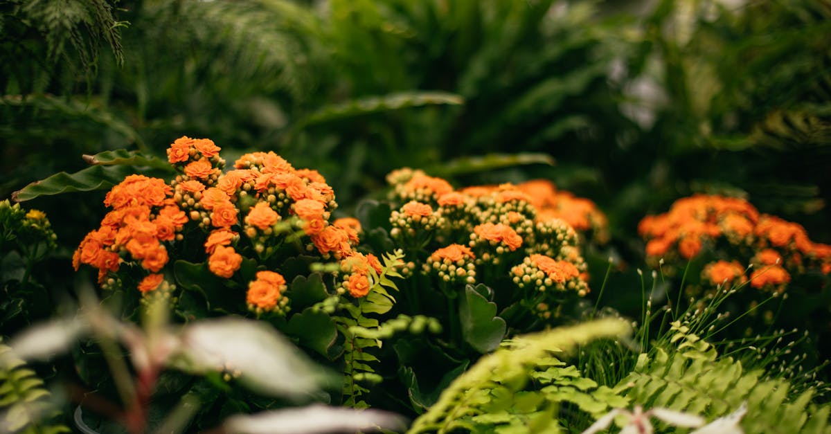 free stock photo of bird birds garden