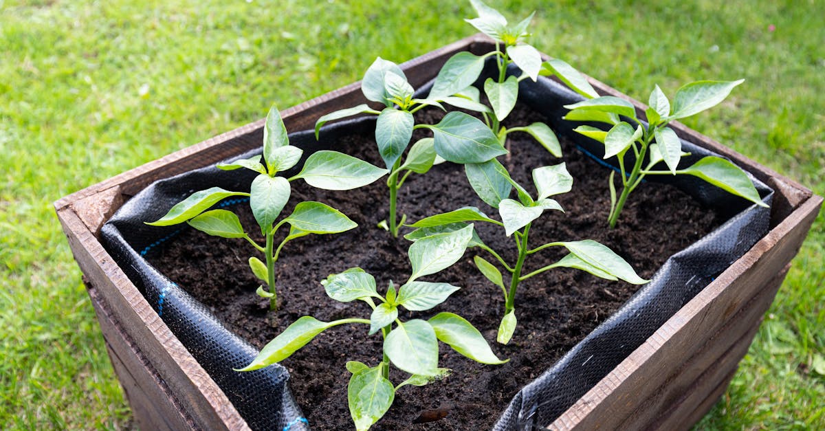 fresh green pepper plants planted in a wooden box thriving in rich soil outdoors