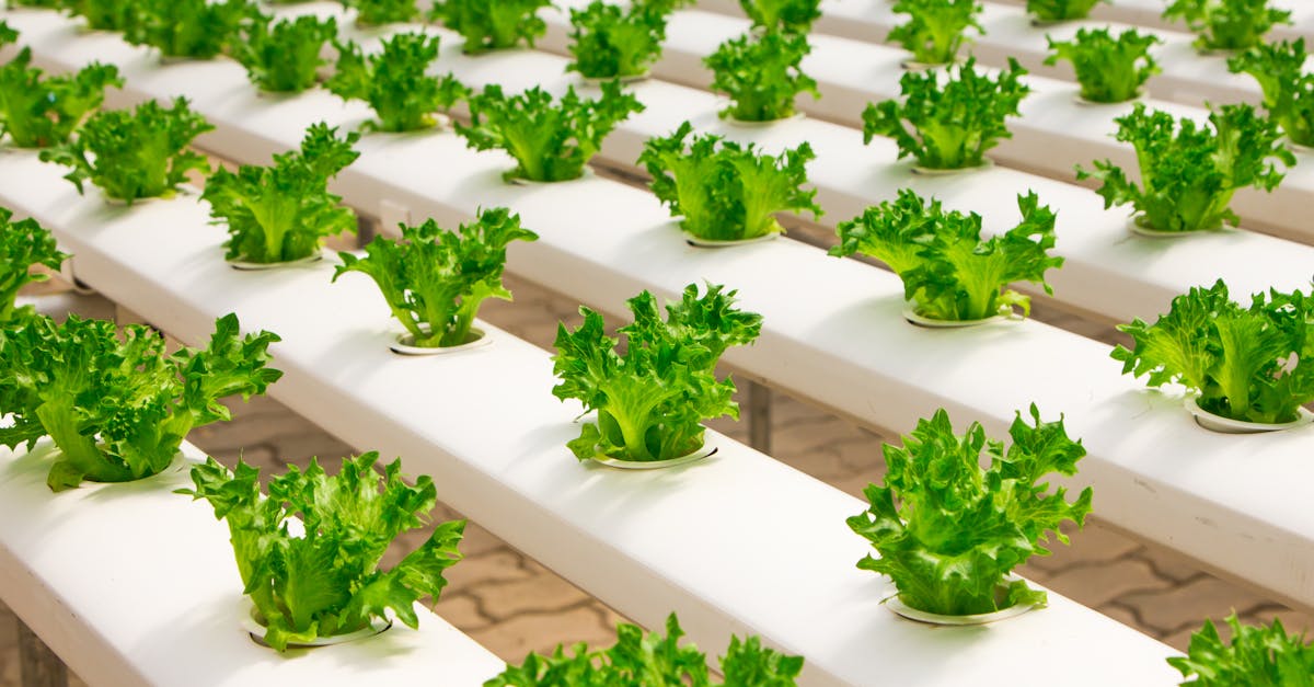 fresh hydroponic lettuce plants growing in an indoor farm setup showcasing modern agriculture