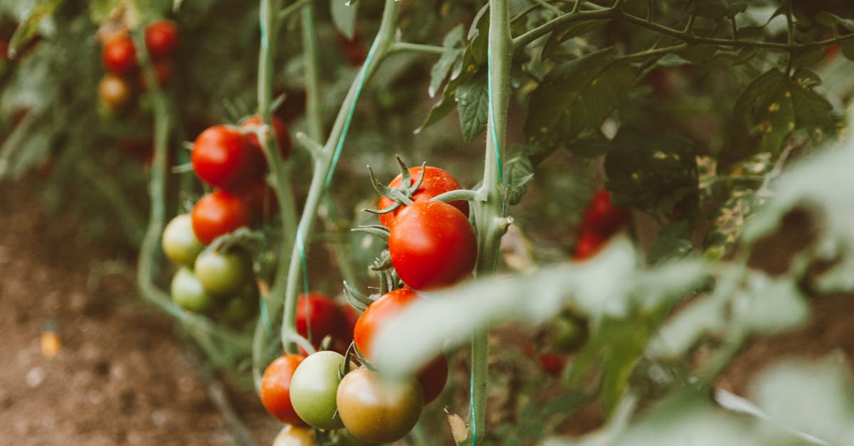 fresh tomatoes growing on the vine in a garden includes ripe and unripe tomatoes