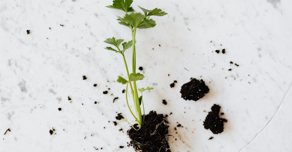 from above of small fresh parsley sprout with soil on roots placed on white marble surface waiting f 1