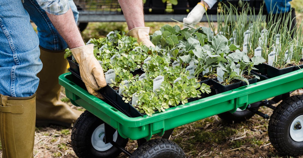 gardener moving seedlings in a wheelbarrow in preparation for planting 1