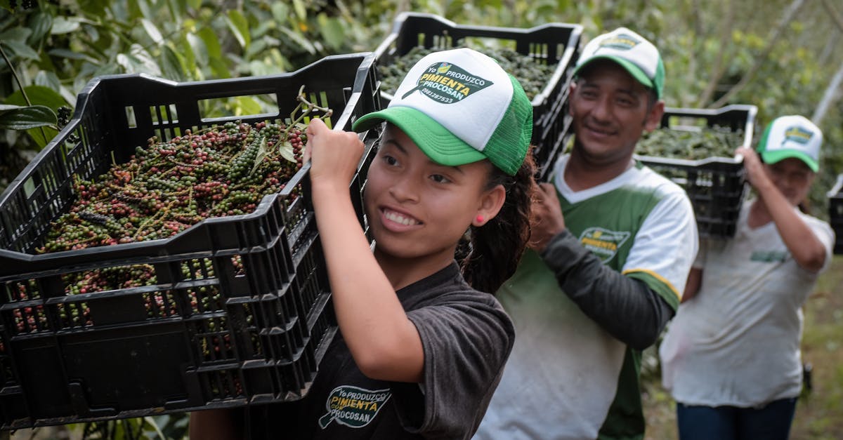 group of farmers in outdoor field harvesting yupanqui peppercorns with smiles and teamwork