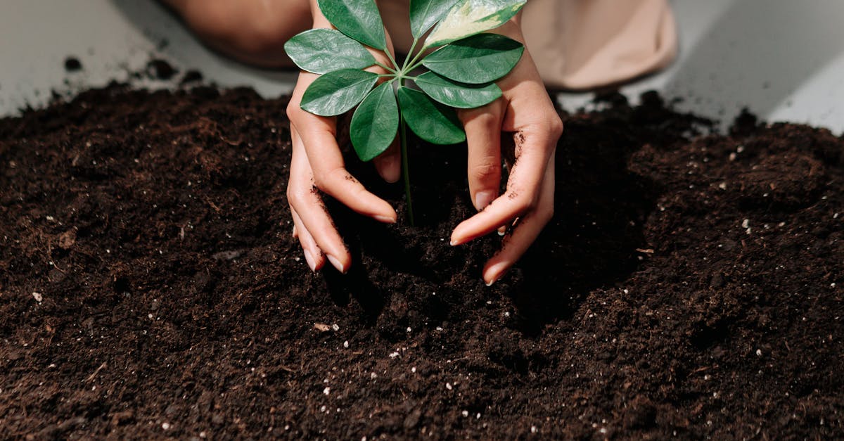 hands gently planting a young sprout in fresh soil symbolizing growth and care