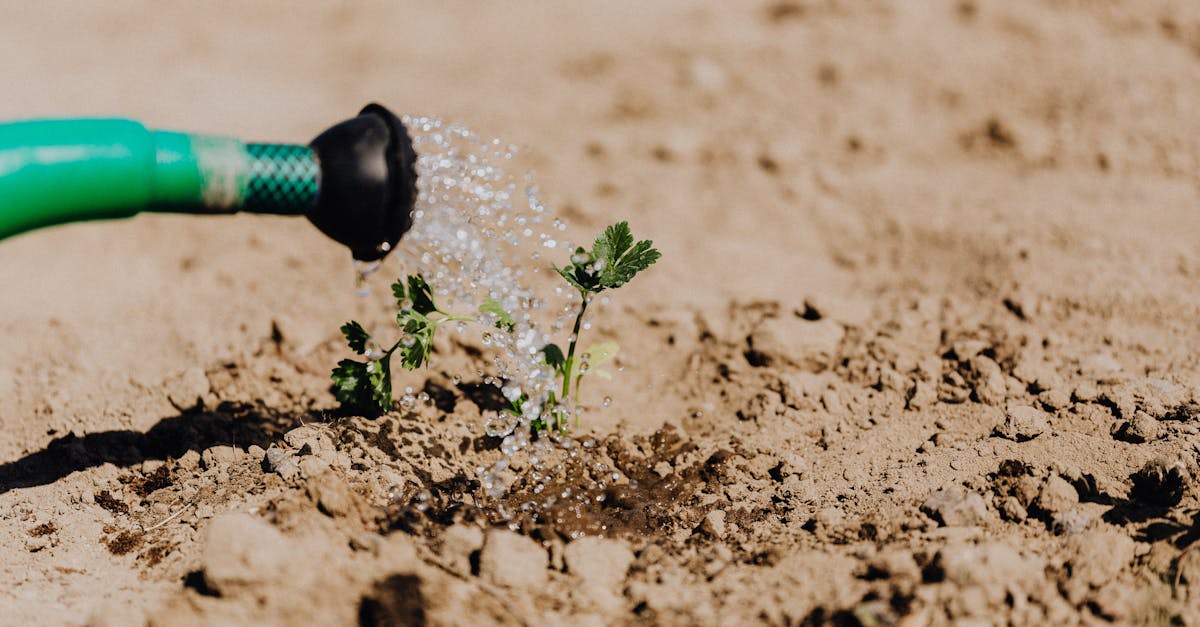 high angle of delicate baby plant growing from soil and irrigating from watering can on sunny day