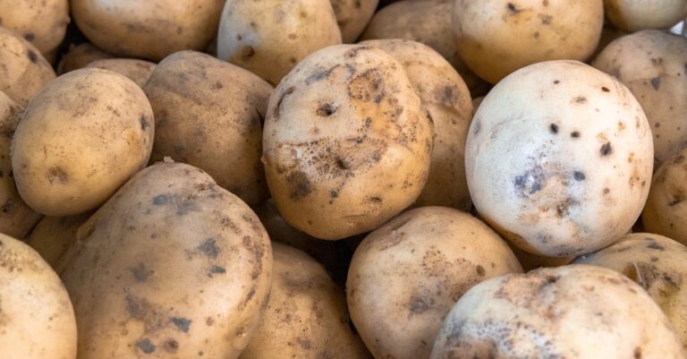 10 Best Root Crop Harvesters for Digging Up Potatoes That Save Time