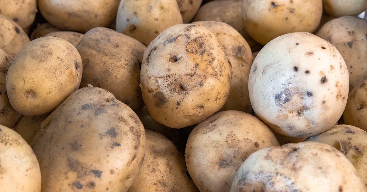 high quality close up image of freshly harvested potatoes with soil