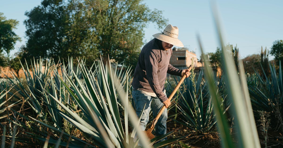 hispanic male farmer tending agave plants in a sunny mexican field