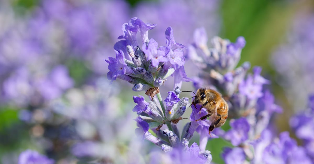 honeybee collecting nectar from vibrant lavender flowers in full bloom