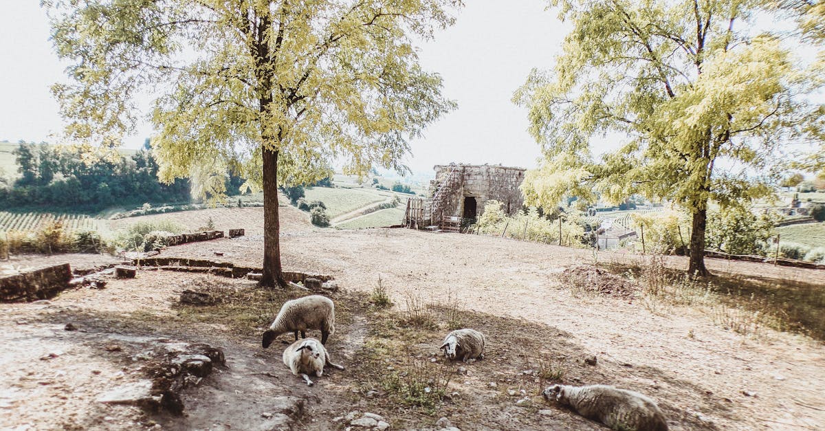 idyllic countryside view featuring sheep grazing under trees in a rural landscape