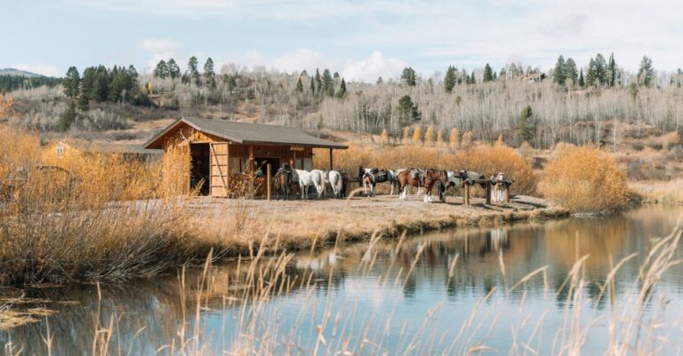 10 Best Hay Racks for Horses That Support Healthy Feeding Habits