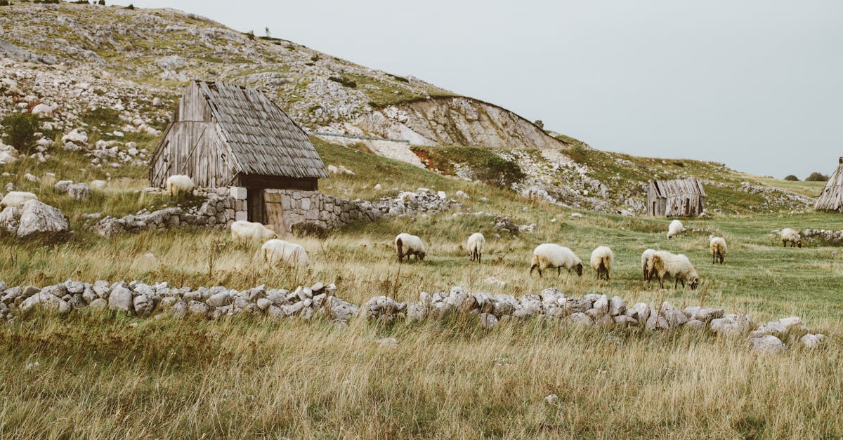 idyllic rural scene of sheep grazing near rustic stone shelters in a grassy countryside