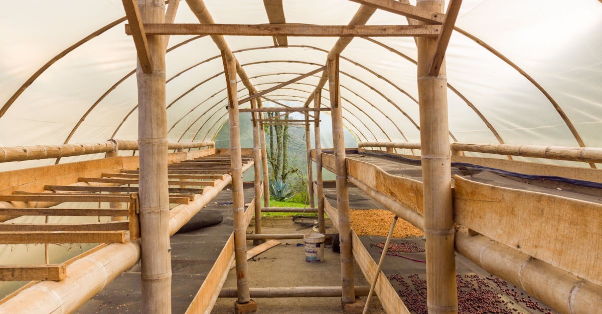 inside view of a bamboo greenhouse used for drying coffee beans under natural light