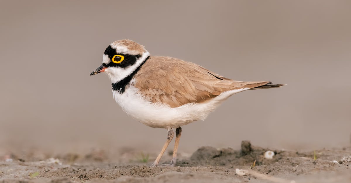 little ring plover