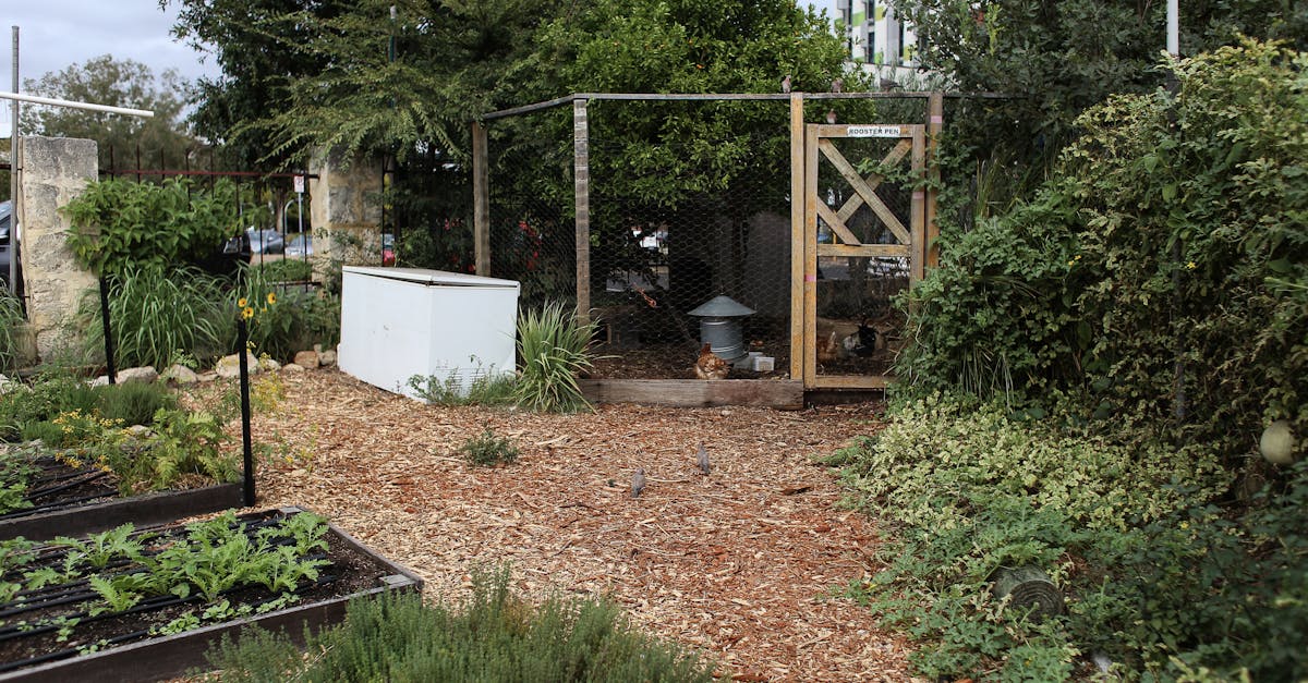 lively urban garden featuring a chicken coop and various plants