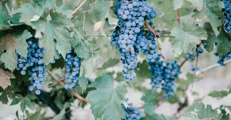 9 Pruning Techniques to Optimize Fruit Production That Grandparents Used to Know