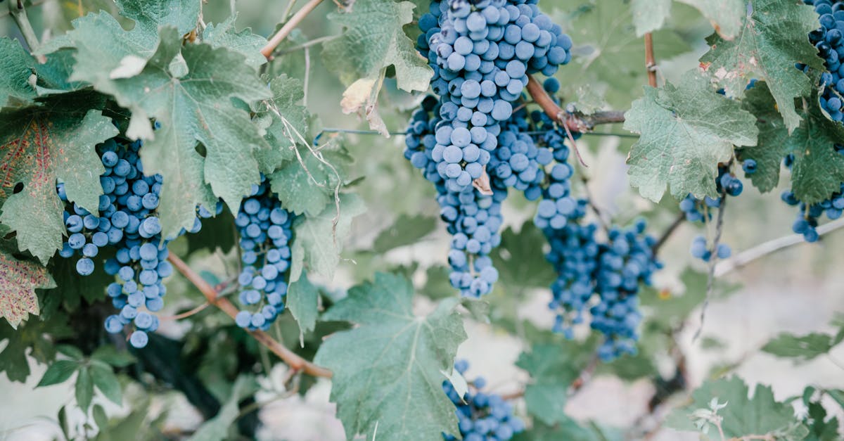 lush blue grapes hanging from vines in a georgian vineyard ready for harvest