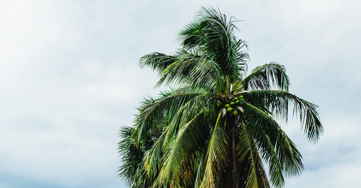 lush coconut palm tree swaying under a cloudy summer sky capturing tropical essence