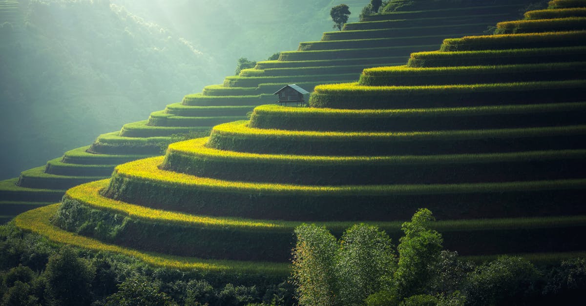 lush green terraced rice fields with a rustic hut under soft sunlight 1