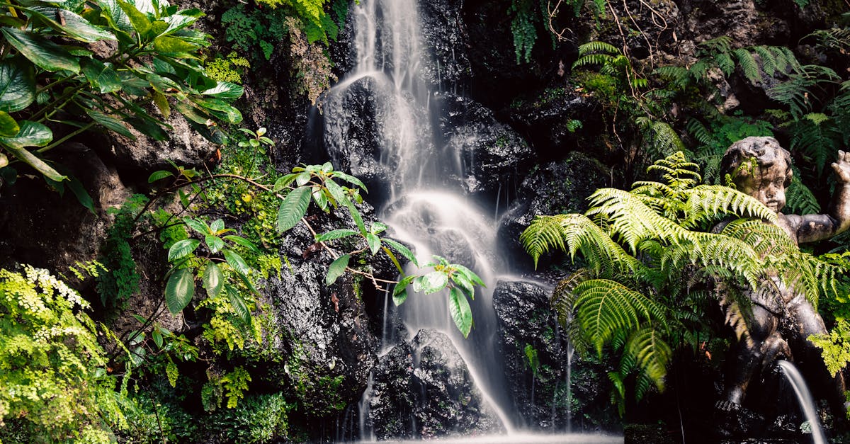 lush greenery surrounds a tranquil waterfall in madeira portugal creating a serene and natural set