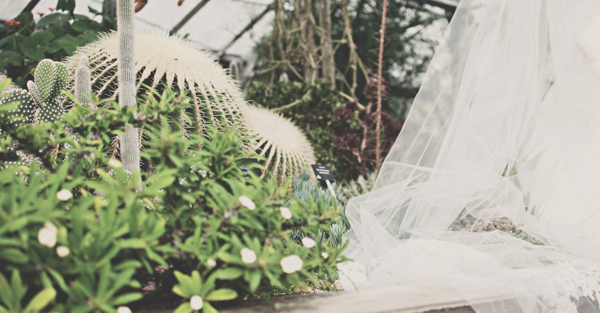 lush greenhouse scene featuring cacti and a wedding veil draped over plants