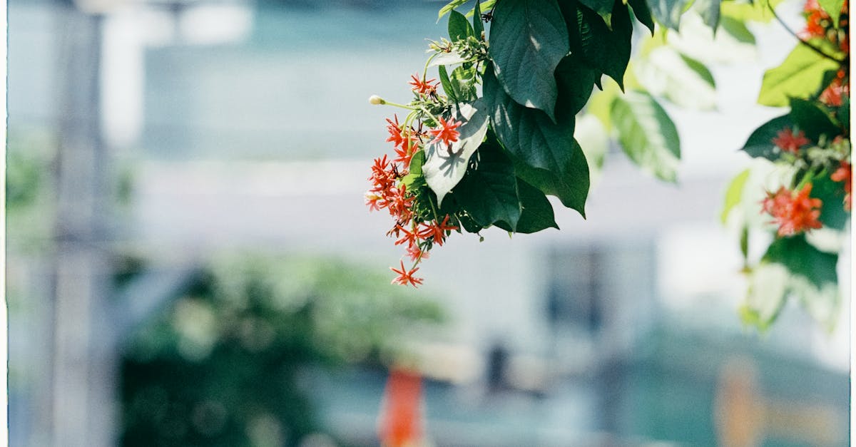 lush rangoon creeper flowers with a blurred background and leafy greenery