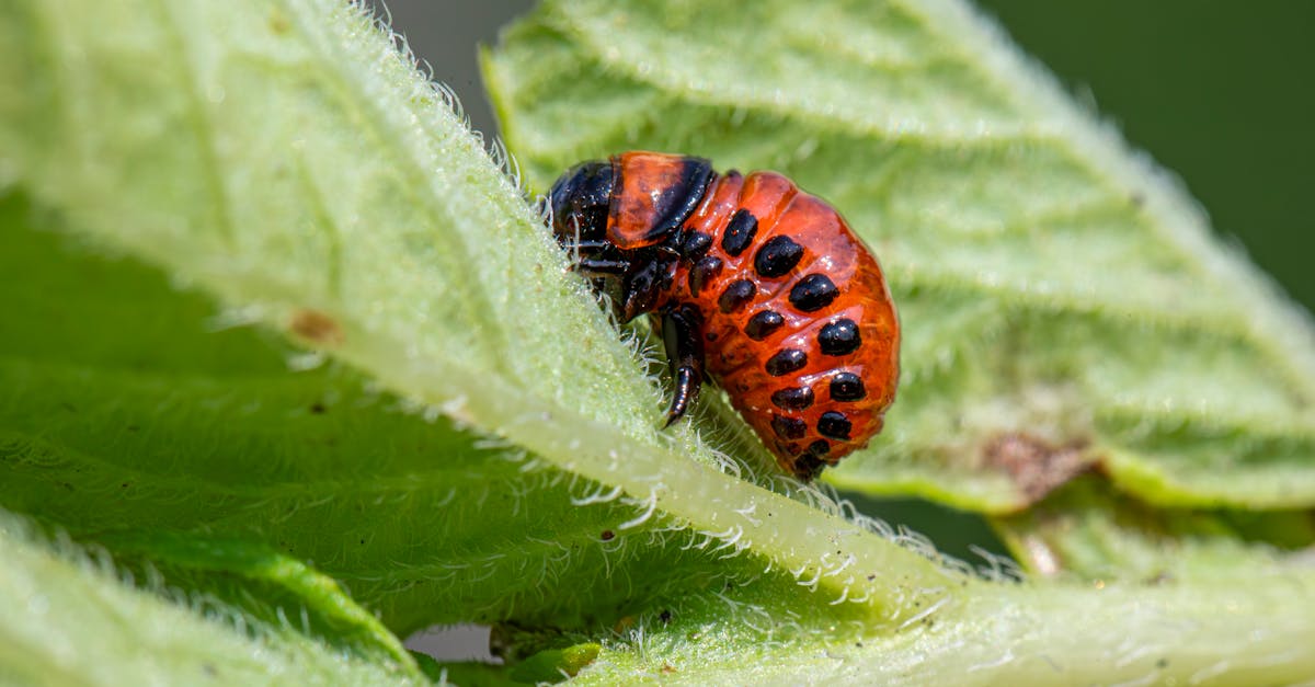 macro shot of a colorado beetle larva eating a green leaf perfect for insect and nature themes