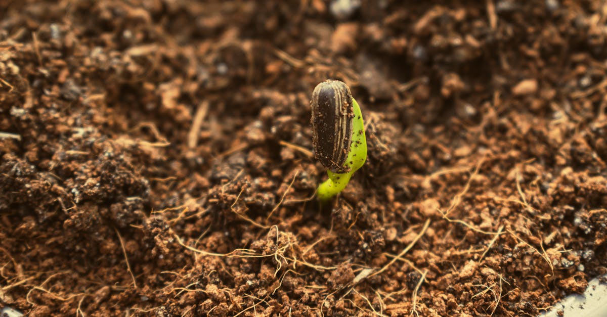 macro shot of a fresh seedling sprouting from rich soil showcasing new growth 1