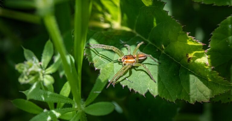 12 Organic Garden Pest Control Methods Grandparents Swore By