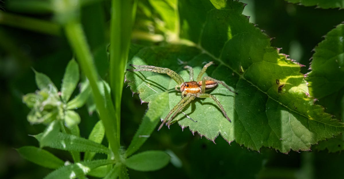 macro shot of a green lynx spider resting on a leaf in a vibrant garden setting