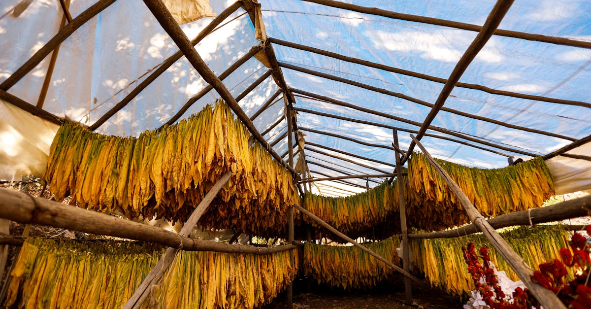 natural drying process of tobacco leaves hanging in a greenhouse under sunlight 1