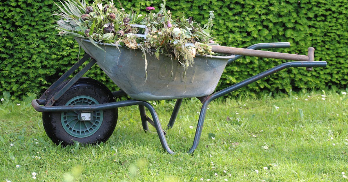 old wheelbarrow filled with garden waste and weeds in a lush green backyard 1