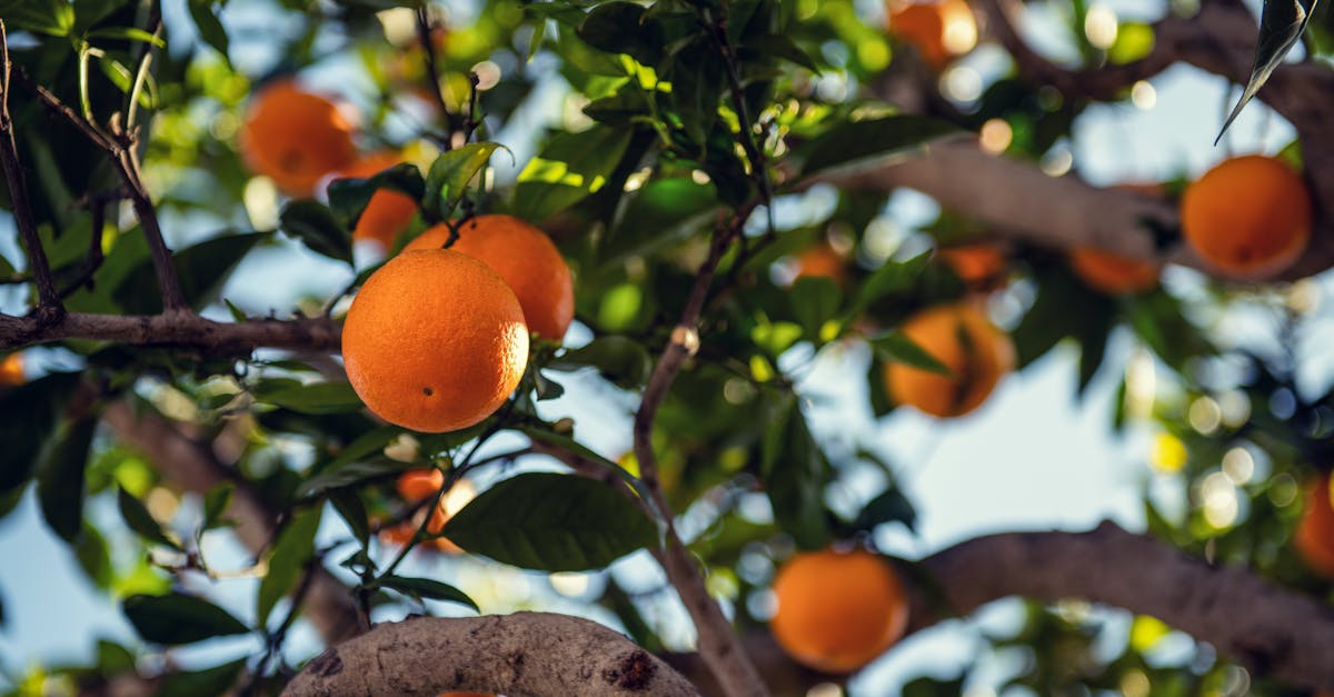 orange tree basking in the santa barbara sunlight with fresh ripe oranges and lush green leaves