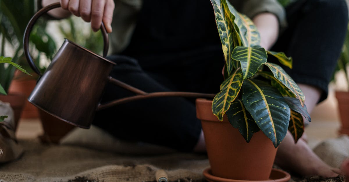 person watering a potted croton plant indoors with a can emphasizing home gardening