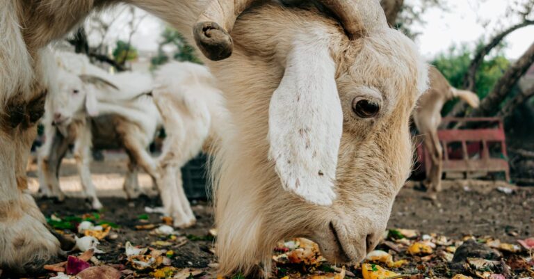 9 Goat Pasture Rotation Techniques That Old-Time Farmers Swear By