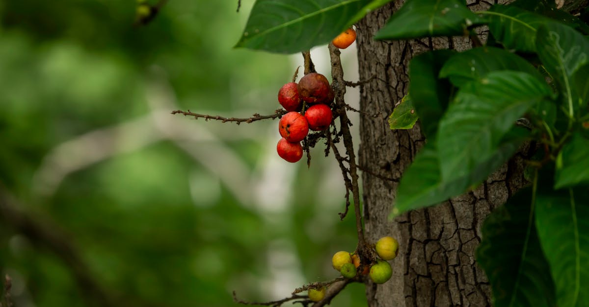 ripe and unripe coffee berries growing on a branch surrounded by lush green foliage