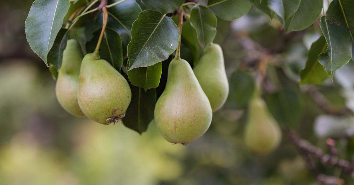 ripe pears hanging on a tree branch with lush green leaves in a garden setting