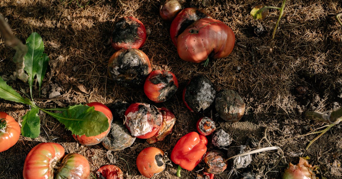 rotten tomatoes and vegetables in a garden illustrating decay