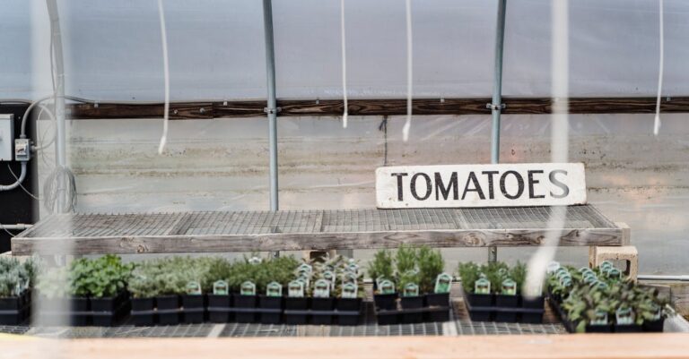 10 Best Tomato Disease Control Products for Small Farms That Prevent Common Issues