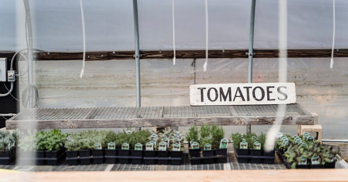 row of black containers with small potted green tomatoes placed in greenhouse in daylight