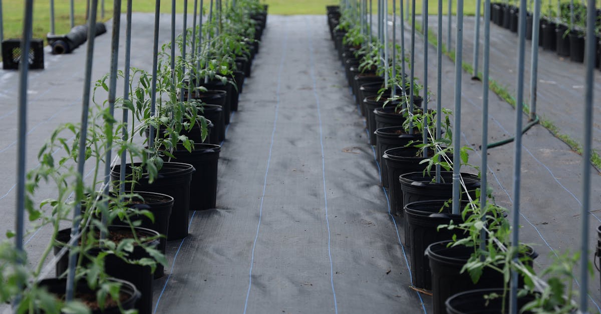 rows of young tomato plants grow in a modern greenhouse setting optimizing indoor farming technique