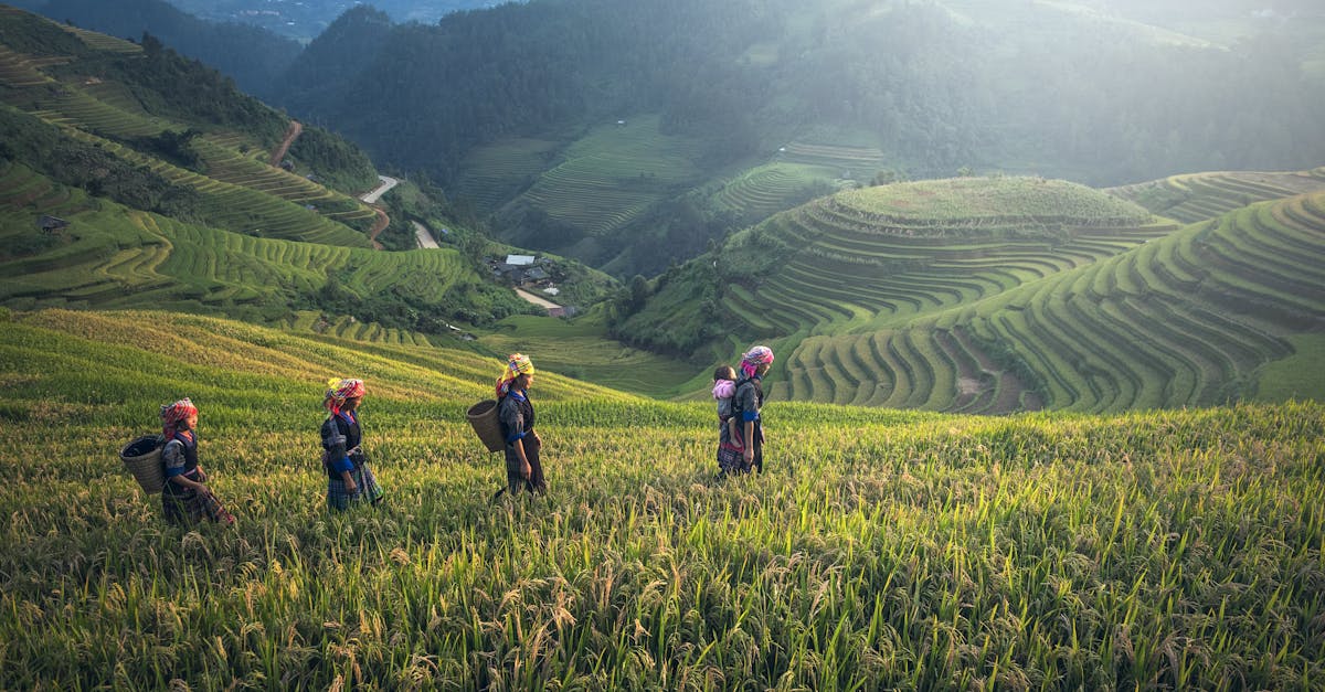 scenic view of rice terraces with farmers in traditional wear during harvest season