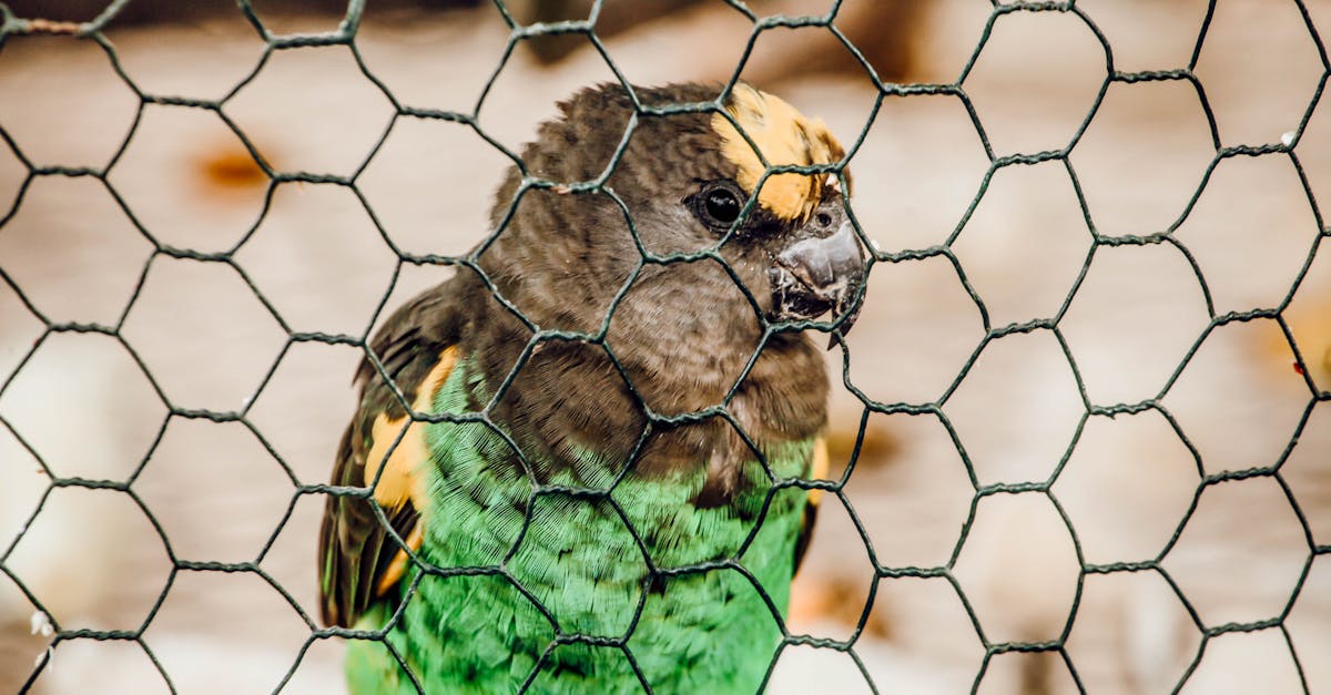 senegal parrot behind a wire fence in tanzania showcasing its vibrant green feathers