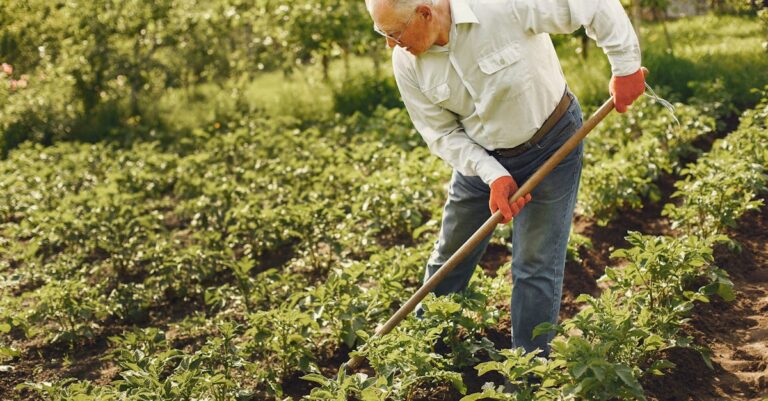 8 Raised Beds vs Traditional Garden Plots: Expert Tips For Small-Space Success