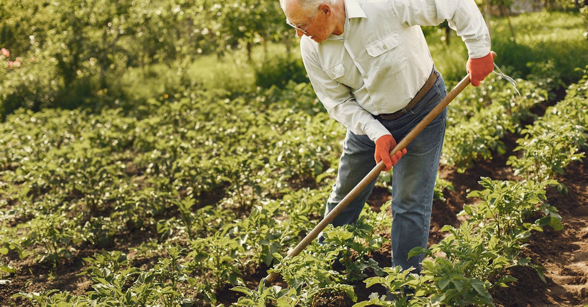 senior man cultivating a lush garden with a rake on a sunny day showcasing traditional farming