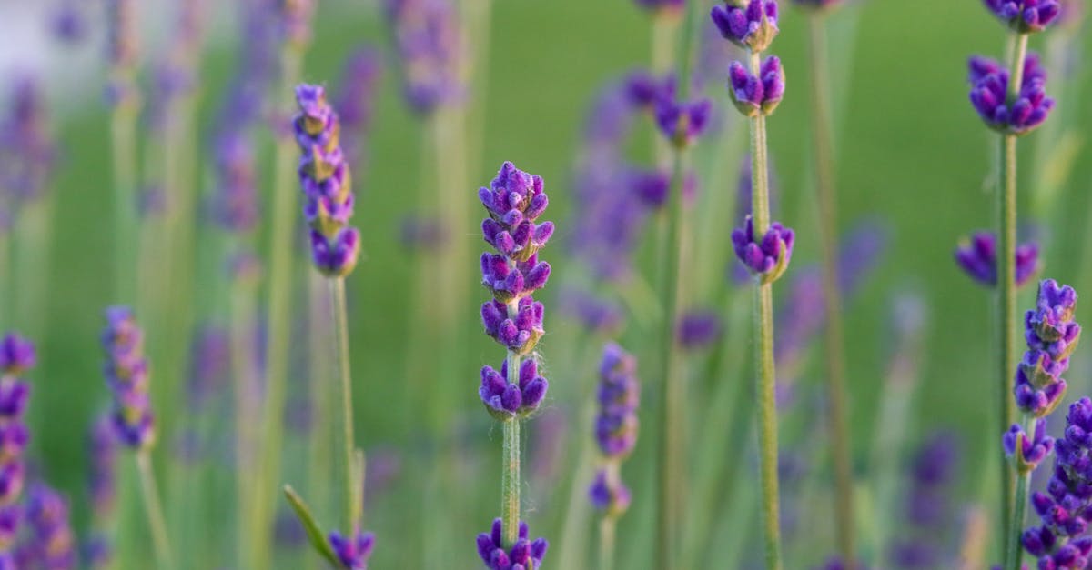 serene close up of blooming lavender flowers in austrian garden