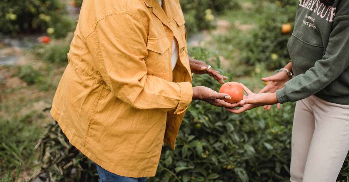 side view of crop unrecognizable mature ethnic female gardener in casual clothes giving ripe tomato