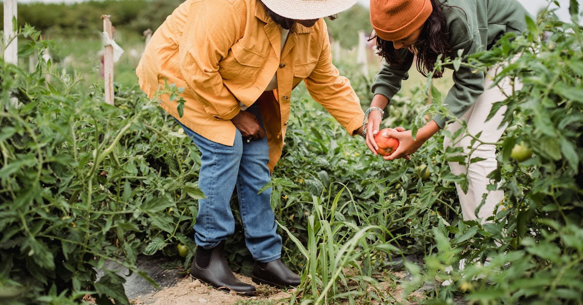 side view of unrecognizable ethnic female gardeners in casual clothes and hats harvesting ripe veget