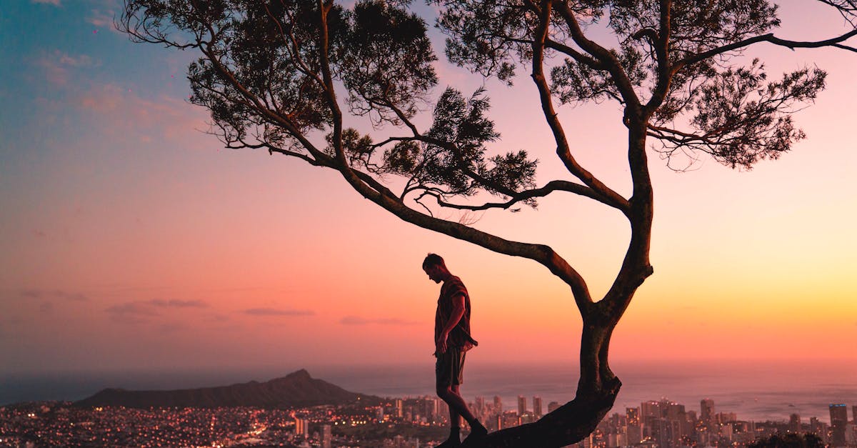 silhouette of a man standing in a tree overlooking honolulu hawaii during a vibrant sunset