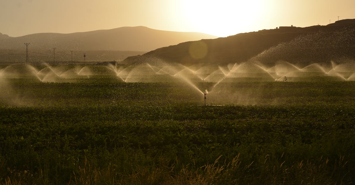 sprinkler irrigation on a farm at sunset with hills in the background